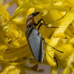 Rhinoplatia by (c) Ken-ichi Ueda, some rights reserved (CC BY), uploaded by Ken-ichi Ueda. Used under a CC-BY license.