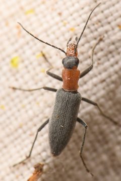 Rhinoplatia ruficollis by (c) Trevor Van Loon, some rights reserved (CC BY), uploaded by Trevor Van Loon. Used under a CC-BY license.