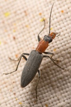 Rhinoplatia ruficollis by (c) Trevor Van Loon, some rights reserved (CC BY), uploaded by Trevor Van Loon. Used under a CC-BY license.