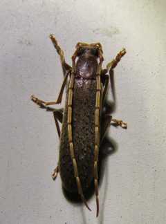 Sparedrus aspersus by (c) Annika Lindqvist, some rights reserved (CC BY), uploaded by Annika Lindqvist. Used under a CC-BY license.