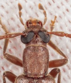 Sparedrus aspersus by (c) Victor Engel, some rights reserved (CC BY), uploaded by Victor Engel. Used under a CC-BY license.