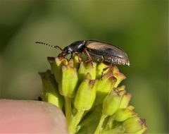 Orsodacnidae by (c) Barry Cottam, some rights reserved (CC BY), uploaded by Barry Cottam. Used under a CC-BY license.