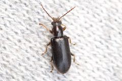 Orsodacne atra by (c) Owen Strickland, some rights reserved (CC BY), uploaded by Owen Strickland. Used under a CC-BY license.