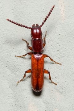 Taphroscelidia by (c) Justin Williams, some rights reserved (CC BY), uploaded by Justin Williams. Used under a CC-BY license.