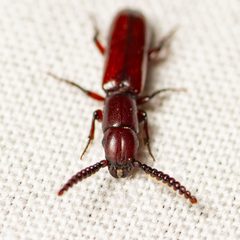 Taphroscelidia linearis by (c) Justin Williams, some rights reserved (CC BY), uploaded by Justin Williams. Used under a CC-BY license.