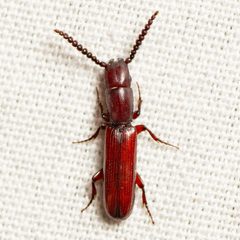 Taphroscelidia linearis by (c) Justin Williams, some rights reserved (CC BY), uploaded by Justin Williams. Used under a CC-BY license.