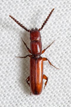 Taphroscelidia linearis by (c) Justin Williams, some rights reserved (CC BY), uploaded by Justin Williams. Used under a CC-BY license.