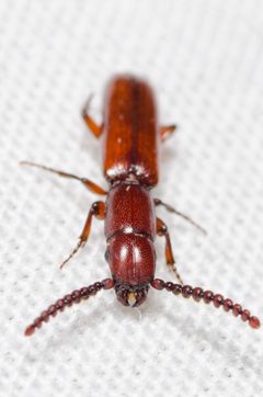 Taphroscelidia linearis by (c) Justin Williams, some rights reserved (CC BY), uploaded by Justin Williams. Used under a CC-BY license.