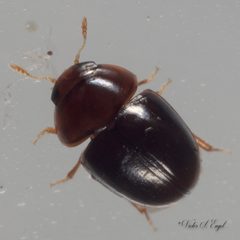 Acylomus by (c) Victor Engel, some rights reserved (CC BY), uploaded by Victor Engel. Used under a CC-BY license.