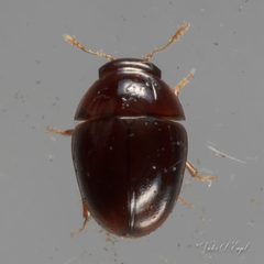 Acylomus by (c) Victor Engel, some rights reserved (CC BY), uploaded by Victor Engel. Used under a CC-BY license.