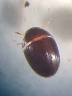 Acylomus by no rights reserved, uploaded by Tommy. Used under a CC0 license.