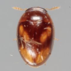 Phalacridae by (c) Victor Engel, some rights reserved (CC BY), uploaded by Victor Engel. Used under a CC-BY license.