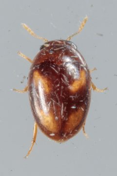 Neolitochrus pulchellus by (c) Victor Engel, some rights reserved (CC BY), uploaded by Victor Engel. Used under a CC-BY license.