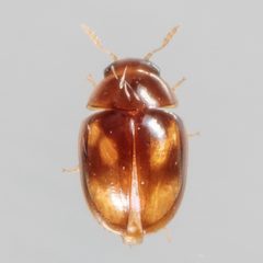 Neolitochrus pulchellus by (c) Victor Engel, some rights reserved (CC BY), uploaded by Victor Engel. Used under a CC-BY license.