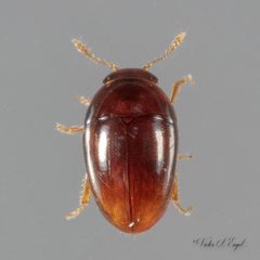 Stilbus nitidus by (c) Victor Engel, some rights reserved (CC BY), uploaded by Victor Engel. Used under a CC-BY license.