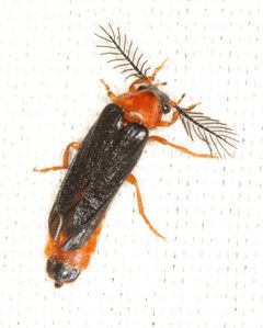 Phengodidae by no rights reserved, uploaded by Scott Loarie. Used under a CC0 license.