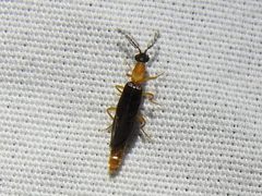 Cenophengus longicollis by (c) Sam Kieschnick, some rights reserved (CC BY), uploaded by Sam Kieschnick. Used under a CC-BY license.