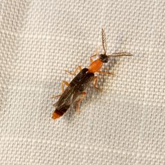 Cenophengus longicollis by (c) Joshua Ebright, some rights reserved (CC BY), uploaded by Joshua Ebright. Used under a CC-BY license.