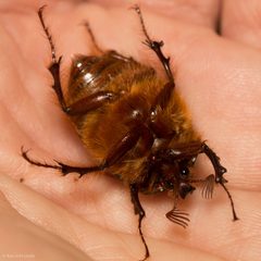 Pleocomidae by (c) Ken-ichi Ueda, some rights reserved (CC BY), uploaded by Ken-ichi Ueda. Used under a CC-BY license.