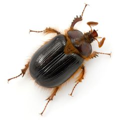 Pleocoma crinita by (c) Koji Shiraiwa, some rights reserved (CC BY), uploaded by Koji Shiraiwa. Used under a CC-BY license.