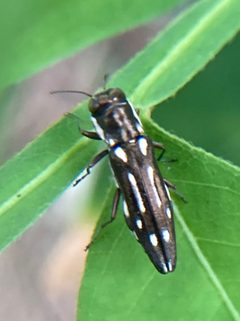 Agrilus limpiae by (c) River Ahlquist, some rights reserved (CC BY), uploaded by River Ahlquist. Used under a CC-BY license.