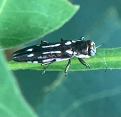 Agrilus limpiae by (c) River Ahlquist, some rights reserved (CC BY), uploaded by River Ahlquist. Used under a CC-BY license.