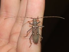 Eburia distincta by (c) geosesarma, some rights reserved (CC BY), uploaded by geosesarma. Used under a CC-BY license.