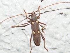 Eburia distincta by (c) geosesarma, some rights reserved (CC BY), uploaded by geosesarma. Used under a CC-BY license.