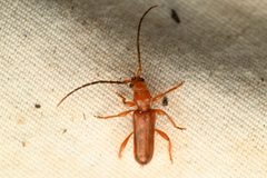 Pseudopilema hoppingi by (c) Trevor Van Loon, some rights reserved (CC BY), uploaded by Trevor Van Loon. Used under a CC-BY license.