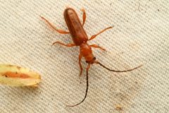 Pseudopilema hoppingi by (c) Trevor Van Loon, some rights reserved (CC BY), uploaded by Trevor Van Loon. Used under a CC-BY license.