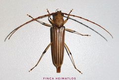 Malacopterus tenellus by no rights reserved, uploaded by Ferhat Gundogdu. Used under a CC0 license.