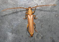 Malacopterus tenellus by (c) Nick Block, some rights reserved (CC BY), uploaded by Nick Block. Used under a CC-BY license.
