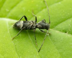 Tilloclytus geminatus by (c) Zachary Dankowicz, some rights reserved (CC BY), uploaded by Zachary Dankowicz. Used under a CC-BY license.