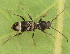 Tilloclytus geminatus by (c) skitterbug, some rights reserved (CC BY), uploaded by skitterbug. Used under a CC-BY license.