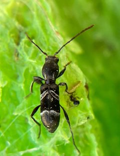 Tilloclytus geminatus by (c) Jacob Weston, some rights reserved (CC BY), uploaded by Jacob Weston. Used under a CC-BY license.