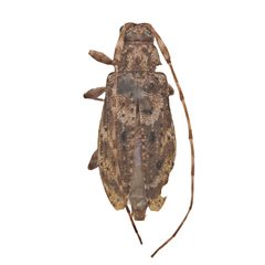 Eutrichillus pini by (c) Hopper Museum, some rights reserved (CC BY), uploaded by Hopper Museum. Used under a CC-BY license.