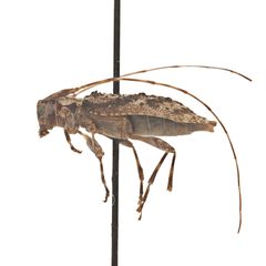 Eutrichillus pini by (c) Hopper Museum, some rights reserved (CC BY), uploaded by Hopper Museum. Used under a CC-BY license.