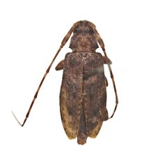 Eutrichillus pini by (c) Hopper Museum, some rights reserved (CC BY), uploaded by Hopper Museum. Used under a CC-BY license.