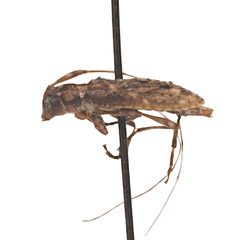 Eutrichillus pini by (c) Hopper Museum, some rights reserved (CC BY), uploaded by Hopper Museum. Used under a CC-BY license.