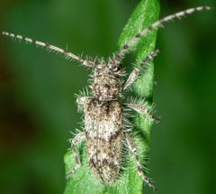 Lophopogonius crinitus by (c) Don Loarie, some rights reserved (CC BY), uploaded by Don Loarie. Used under a CC-BY license.