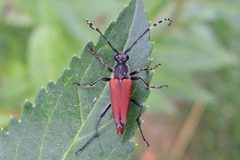 Brachyleptura rubrica by (c) Bill Keim, some rights reserved (CC BY). Used under a CC-BY license.