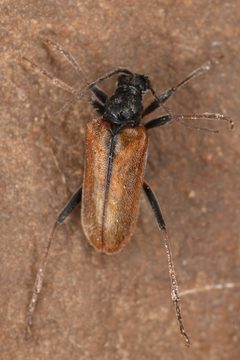 Acmaeops proteus by (c) Trevor Van Loon, some rights reserved (CC BY), uploaded by Trevor Van Loon. Used under a CC-BY license.