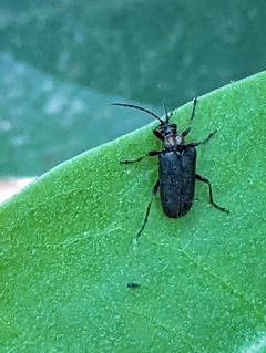 Gaurotes thoracica by (c) Alison Northup, some rights reserved (CC BY), uploaded by Alison Northup. Used under a CC-BY license.