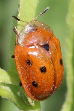 Jonthonota nigripes by (c) Catherine C. Galley, some rights reserved (CC BY), uploaded by Catherine C. Galley. Used under a CC-BY license.