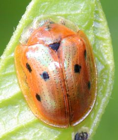 Jonthonota nigripes by (c) Catherine C. Galley, some rights reserved (CC BY), uploaded by Catherine C. Galley. Used under a CC-BY license.