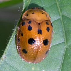 Chelymorpha phytophagica by (c) Ken-ichi Ueda, some rights reserved (CC BY), uploaded by Ken-ichi Ueda. Used under a CC-BY license.