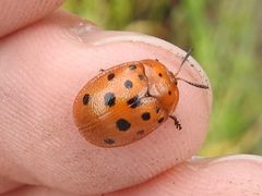 Chelymorpha phytophagica by (c) Sam Kieschnick, some rights reserved (CC BY), uploaded by Sam Kieschnick. Used under a CC-BY license.
