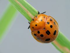 Chelymorpha phytophagica by (c) Katja Schulz, some rights reserved (CC BY). Used under a CC-BY license.