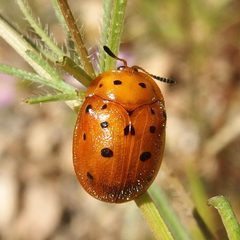 Chelymorpha phytophagica by (c) Sue Carnahan, some rights reserved (CC BY), uploaded by Sue Carnahan. Used under a CC-BY license.
