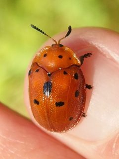 Chelymorpha phytophagica by (c) Sue Carnahan, some rights reserved (CC BY), uploaded by Sue Carnahan. Used under a CC-BY license.